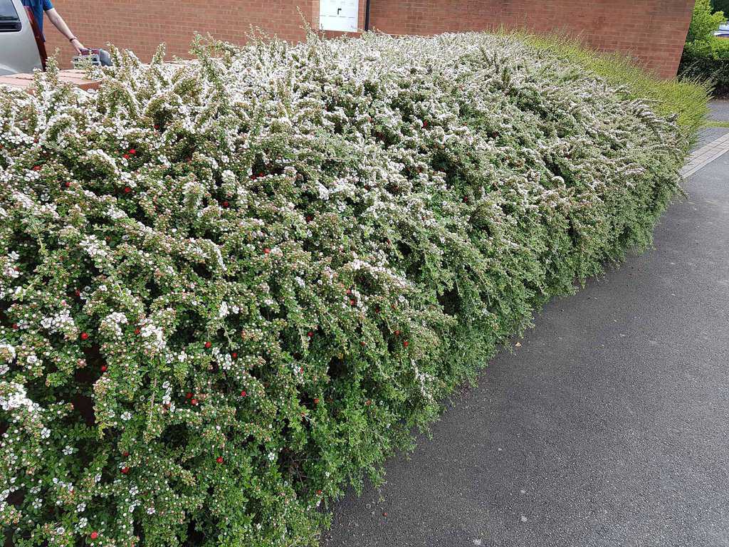 Cotoneaster conspicuus 'Decorus' 30-40 cm